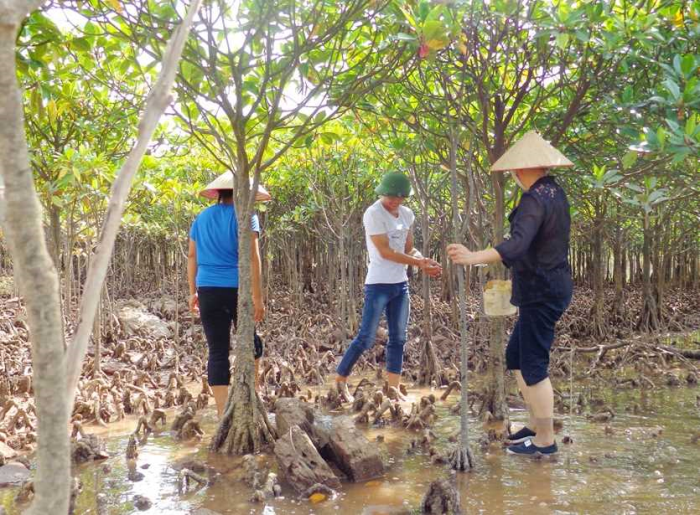 Rừng ngập mặn ở Đồng Rui, Tiên Yên, Quảng Ninh. Ảnh: quangninh.gov.vn